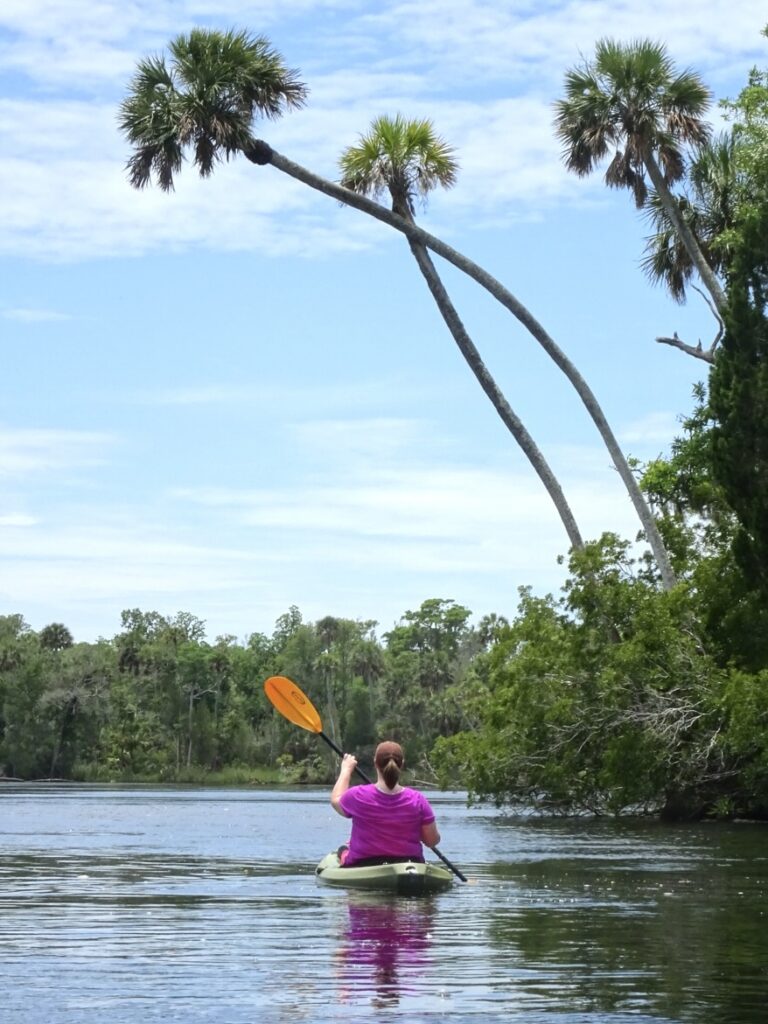 Kayaker paddling beneath bent palm trees on the river