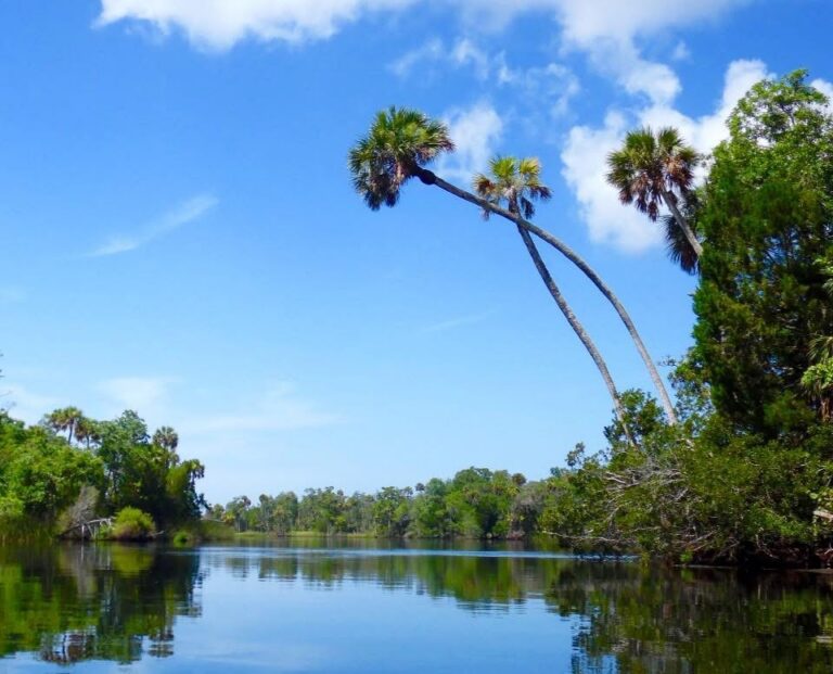 Two bent palm trees leaning over the river