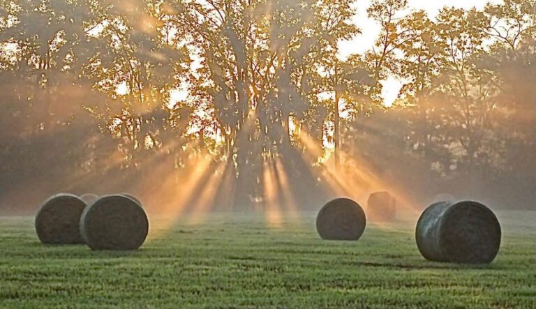 Hay bales in a field at sunrise with light coming through a large tree