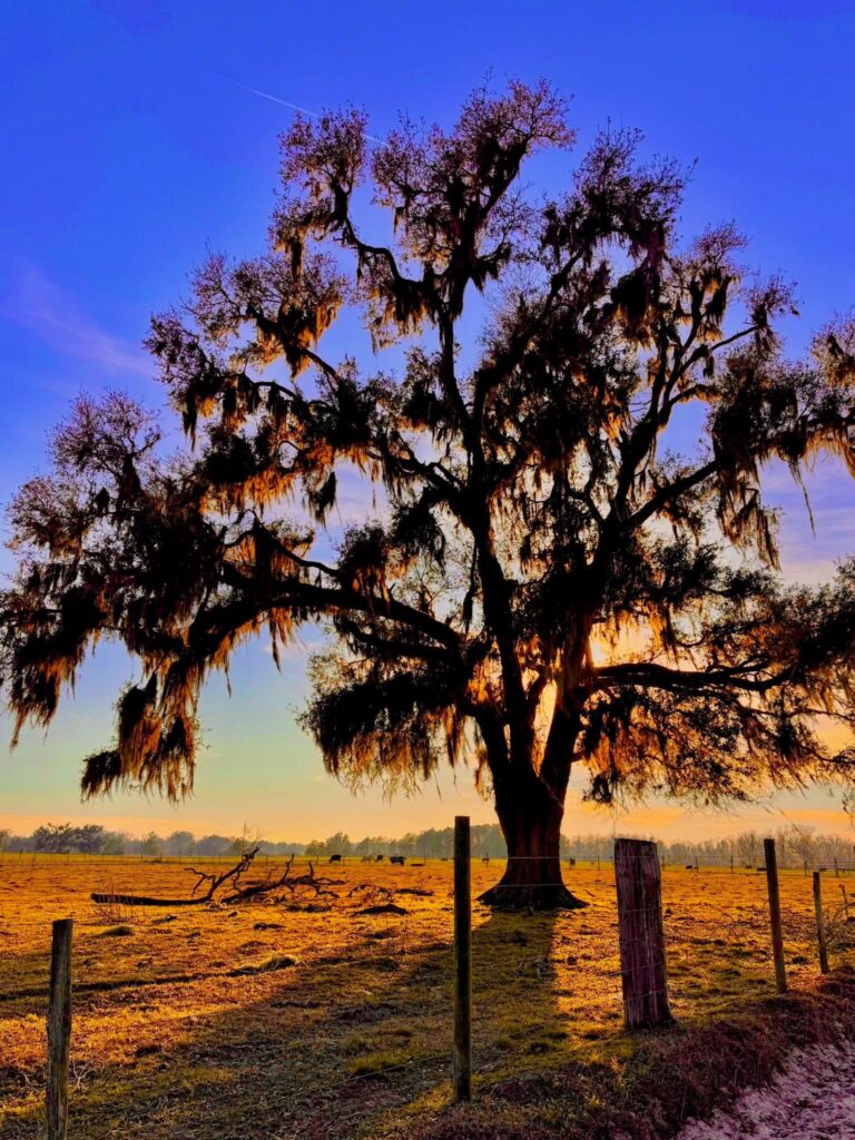 Live oak draped with Spanish moss in a pasture at sunset
