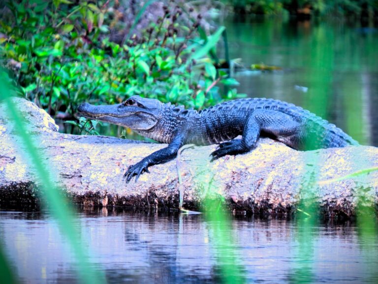 Alligator sunning on a log at the waters edge