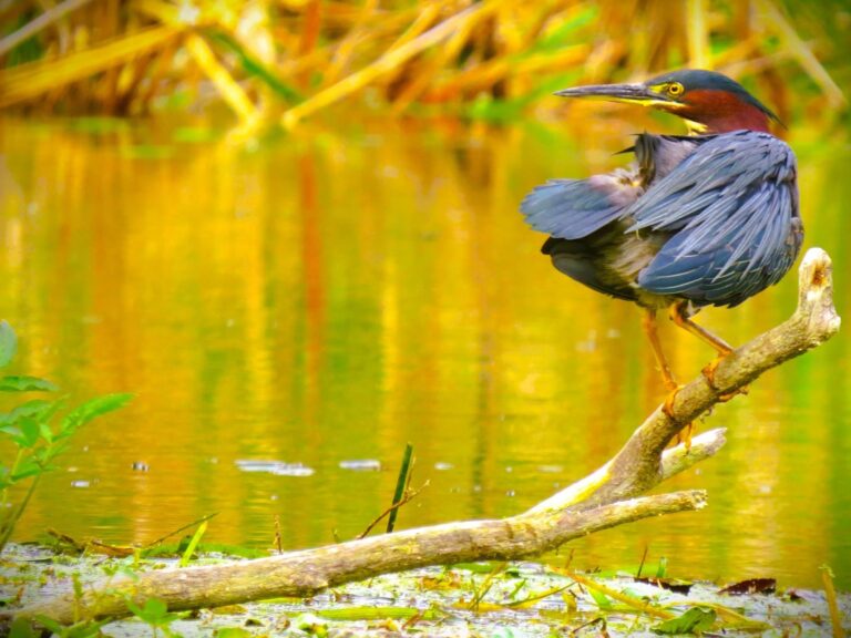 Green heron perched above golden water