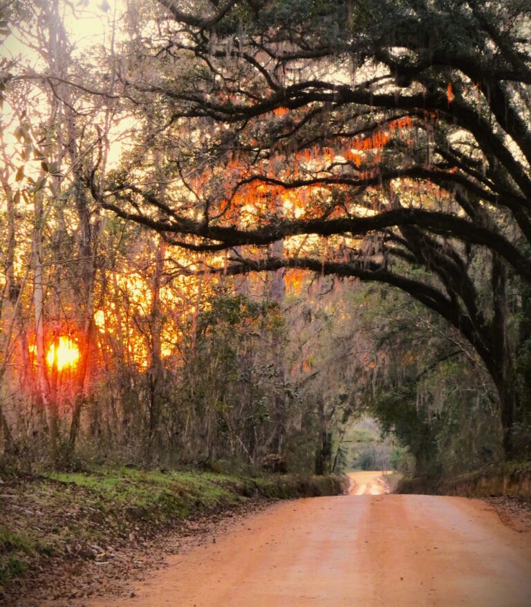 Sunset through a canopy road in Jefferson County