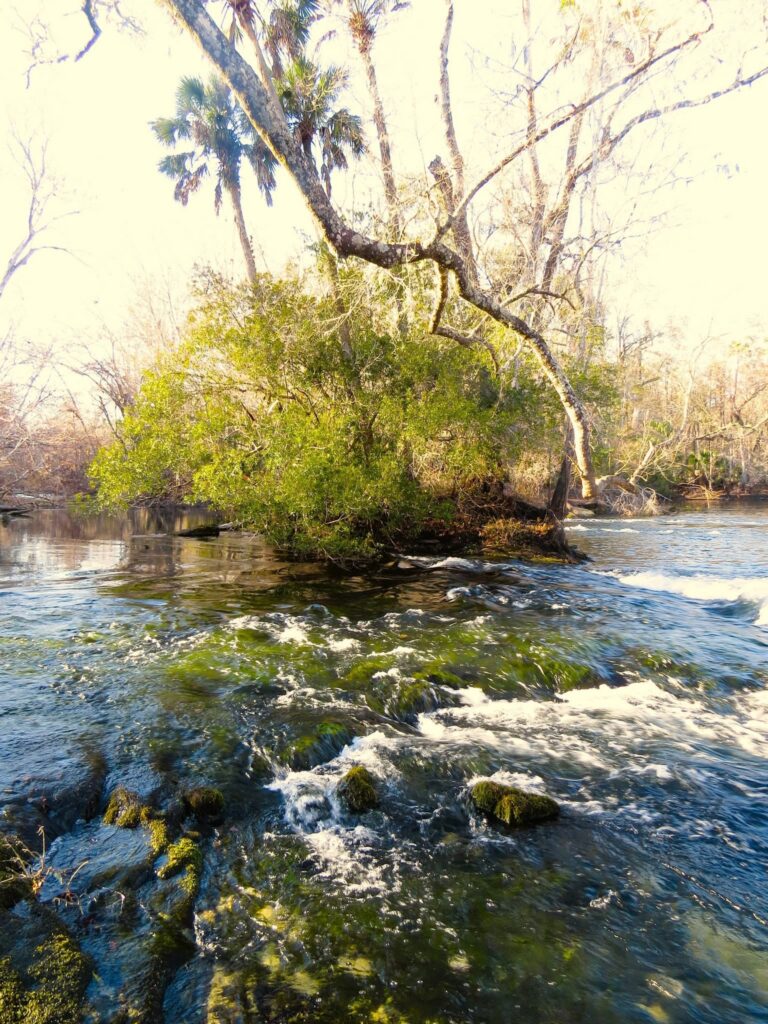 Rapids flowing around trees on a Jefferson County river
