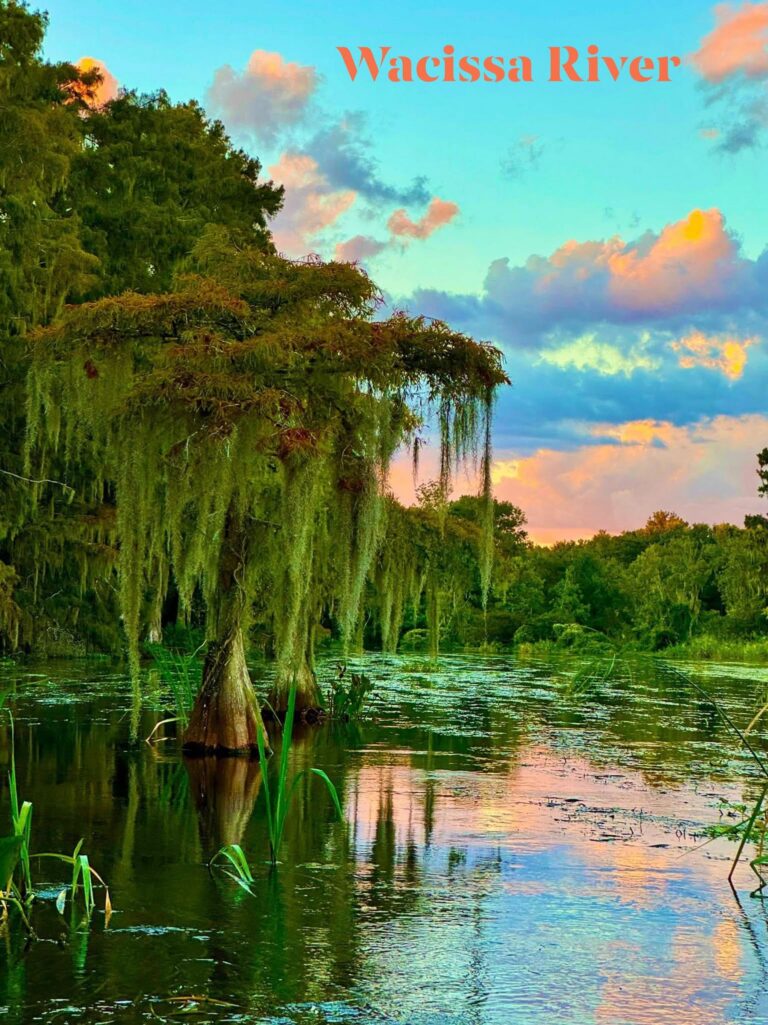 Cypress trees on the Wacissa River at sunset