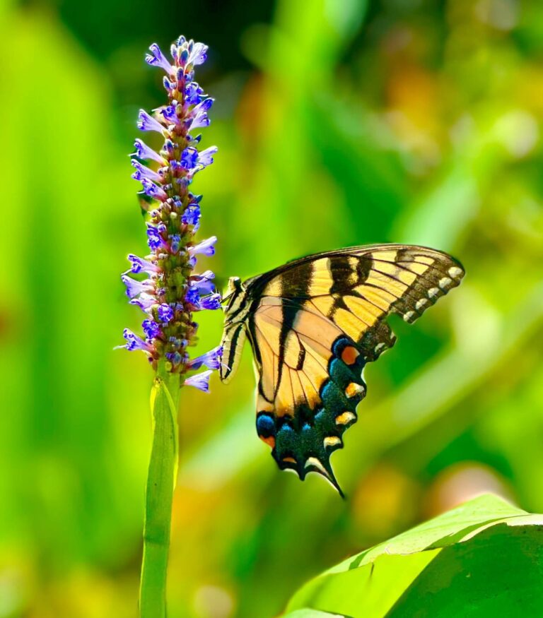 Swallowtail butterfly on a wildflower