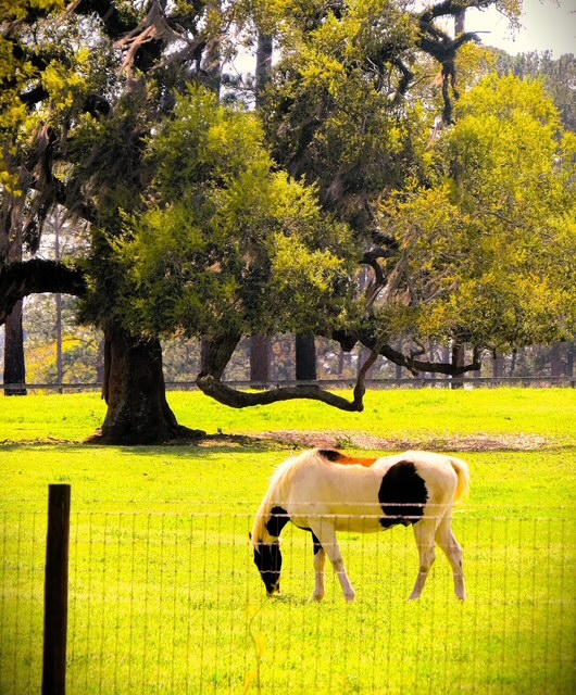 Horse grazing beneath a live oak