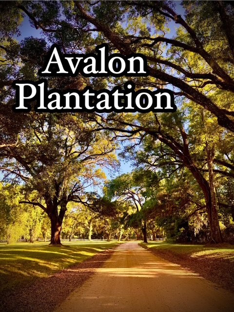 Oak lined drive at Avalon Plantation