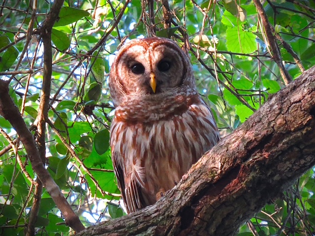 Barred owl perched on a branch