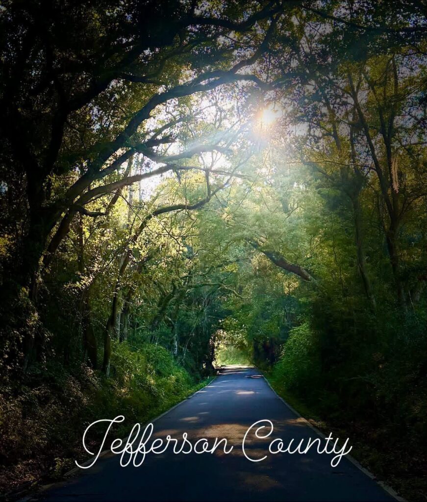 Sunbeams shining through a canopy road in Jefferson County, Florida