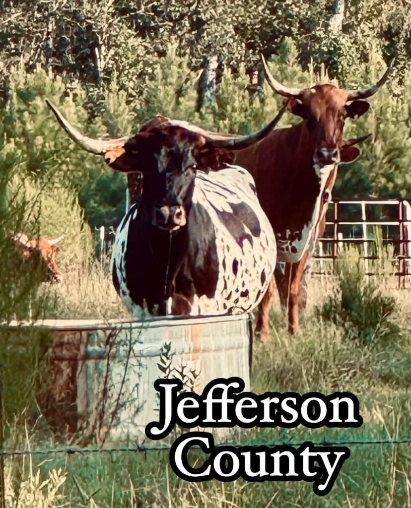 Longhorn cattle at a watering trough on a Jefferson County farm